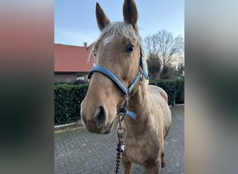 Oldenburg, Stallion, 3 years, 16.2 hh, Palomino