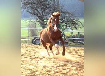 Oldenburg, Stallion, 3 years, 16.3 hh, Chestnut