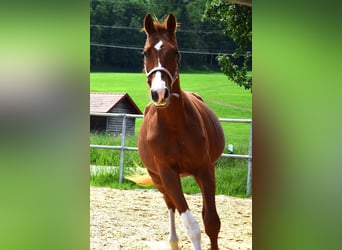 Oldenburg, Stallion, 3 years, 16.3 hh, Chestnut