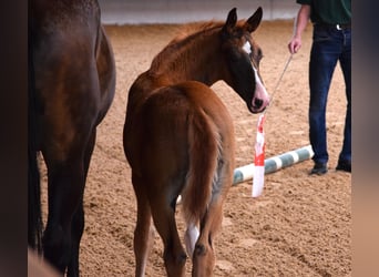 Oldenburg, Stallion, 3 years, 16.3 hh, Chestnut