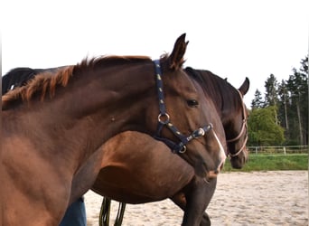 Oldenburg, Stallion, 3 years, 16.3 hh, Chestnut