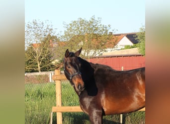 Oldenburg, Stallion, 3 years, 16 hh, Bay-Dark