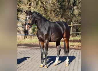Oldenburg, Stallion, 3 years, 16 hh, Bay-Dark