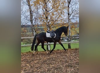 Oldenburg, Stallion, 3 years, 16 hh, Brown