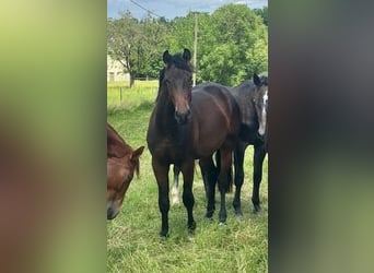 Oldenburg, Stallion, 3 years, 16,1 hh, Bay-Dark