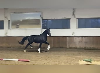 Oldenburg, Stallion, 3 years, 16,1 hh, Black