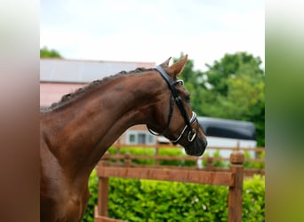 Oldenburg, Stallion, 3 years, 16,1 hh, Chestnut
