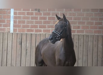 Oldenburg, Stallion, 3 years, 16,1 hh, Chestnut
