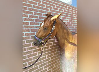 Oldenburg, Stallion, 3 years, 16,1 hh, Chestnut-Red