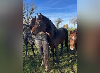 Oldenburg, Stallion, 3 years, 16,1 hh