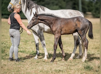Oldenburg, Stallion, 3 years, 16,1 hh, Grey