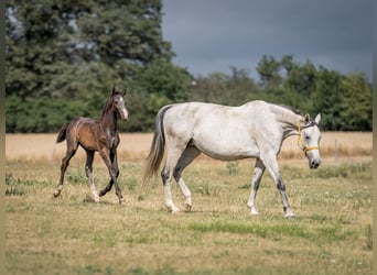 Oldenburg, Stallion, 3 years, 16,1 hh, Grey