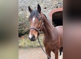 Oldenburg, Stallion, 3 years, 16,2 hh, Brown