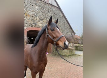 Oldenburg, Stallion, 3 years, 16,2 hh, Brown
