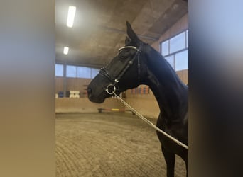 Oldenburg, Stallion, 3 years, 17 hh, Black