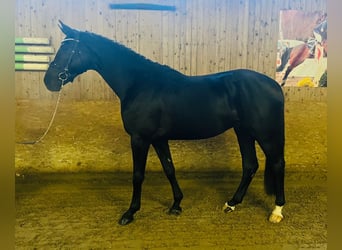 Oldenburg, Stallion, 3 years, 17 hh, Black