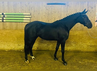 Oldenburg, Stallion, 3 years, 17 hh, Black