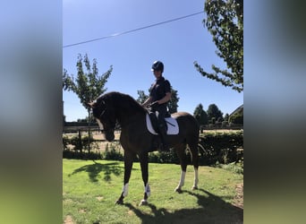 Oldenburg, Stallion, 3 years, 17 hh, Chestnut
