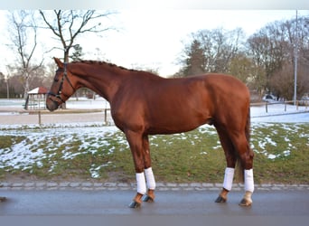 Oldenburg, Stallion, 3 years, 17 hh, Chestnut-Red