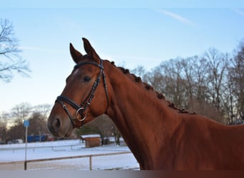 Oldenburg, Stallion, 3 years, 17 hh, Chestnut-Red