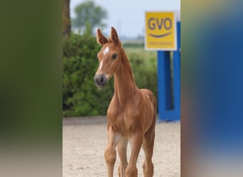 Oldenburg, Stallion, 3 years, 17 hh, Chestnut-Red