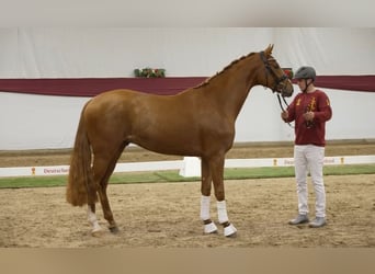Oldenburg, Stallion, 3 years, 17 hh, Chestnut-Red