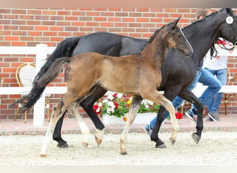 Oldenburg, Stallion, 3 years, Black
