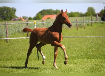 Oldenburg, Stallion, 3 years, Chestnut-Red