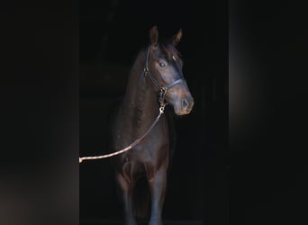 Oldenburg, Stallion, 3 years