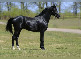 Oldenburg, Stallion, 3 years