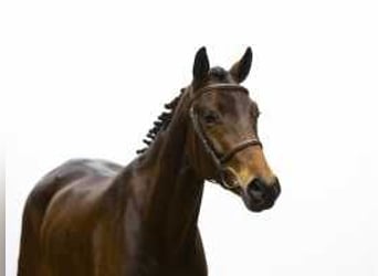 Oldenburg, Stallion, 4 years, 15,3 hh, Brown