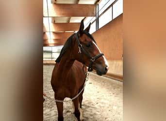 Oldenburg, Stallion, 4 years, 15.3 hh, Chestnut-Red