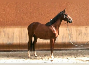 Oldenburg, Stallion, 4 years, 15.3 hh, Chestnut-Red