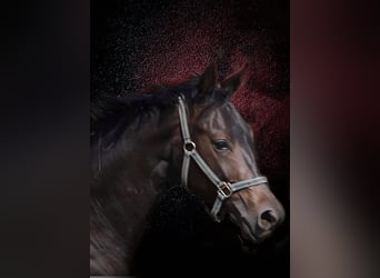 Oldenburg, Stallion, 4 years, 15,2 hh, Bay-Dark