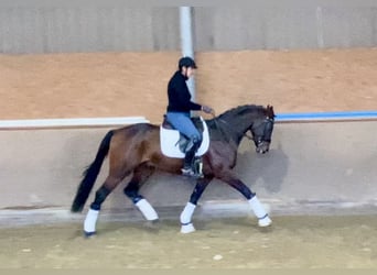 Oldenburg, Stallion, 4 years, 16,1 hh, Bay-Dark