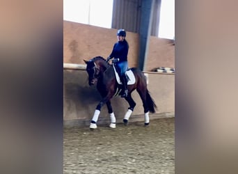 Oldenburg, Stallion, 4 years, 16,1 hh, Bay-Dark