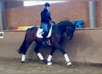 Oldenburg, Stallion, 4 years, 16,1 hh, Bay-Dark