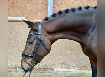 Oldenburg, Stallion, 4 years, 16,1 hh, Bay-Dark