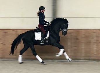 Oldenburg, Stallion, 4 years, 16.1 hh, Black