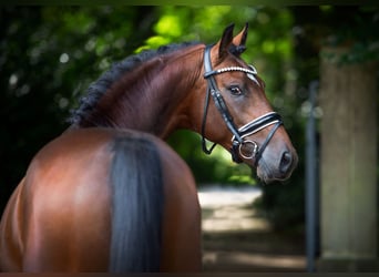 Oldenburg, Stallion, 4 years, 16.1 hh, Brown