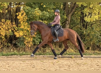 Oldenburg, Stallion, 4 years, 16.1 hh, Chestnut