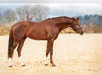 Oldenburg, Stallion, 4 years, 16.1 hh, Chestnut