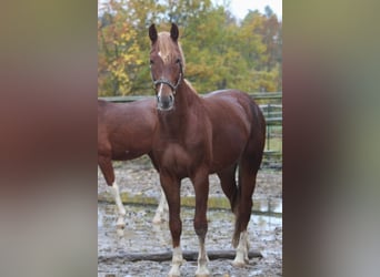 Oldenburg, Stallion, 4 years, 16.1 hh, Chestnut-Red