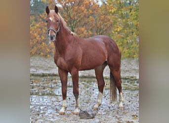Oldenburg, Stallion, 4 years, 16.1 hh, Chestnut-Red