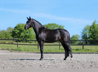 Oldenburg, Stallion, 4 years, 16.1 hh, Smoky-Black