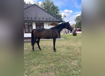 Oldenburg, Stallion, 4 years, 16.2 hh, Bay-Dark