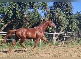 Oldenburg, Stallion, 4 years, 16.2 hh, Chestnut-Red