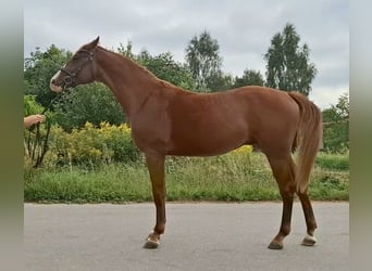 Oldenburg, Stallion, 4 years, 16.2 hh, Chestnut-Red
