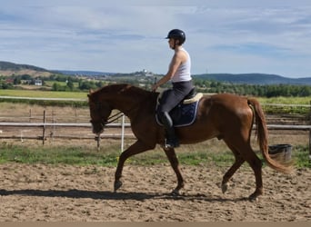 Oldenburg, Stallion, 4 years, 16.2 hh, Chestnut-Red