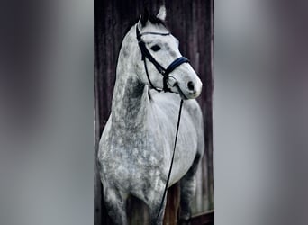 Oldenburg, Stallion, 4 years, 16.3 hh, Gray
